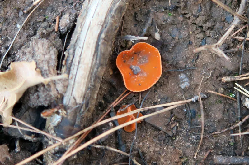 1 - Aleuria aurantia (2)